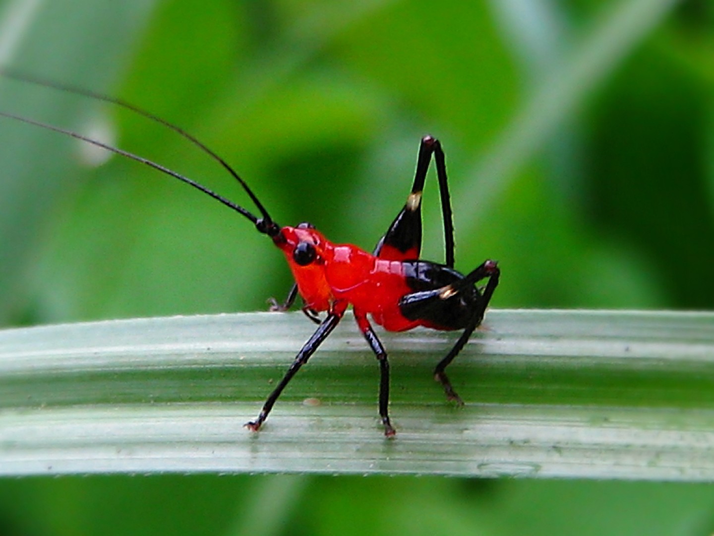 Conocephalus melaenus (Conocephalus melaenus) Picture Insect