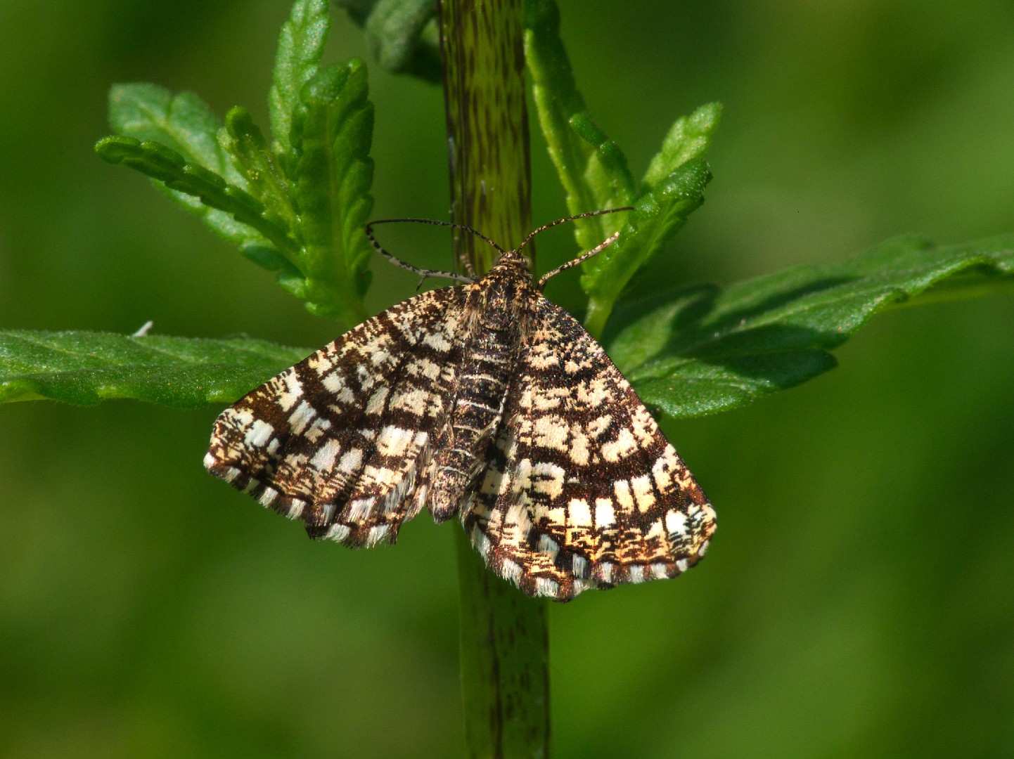 Chiasmia (Chiasmia) Picture Insect