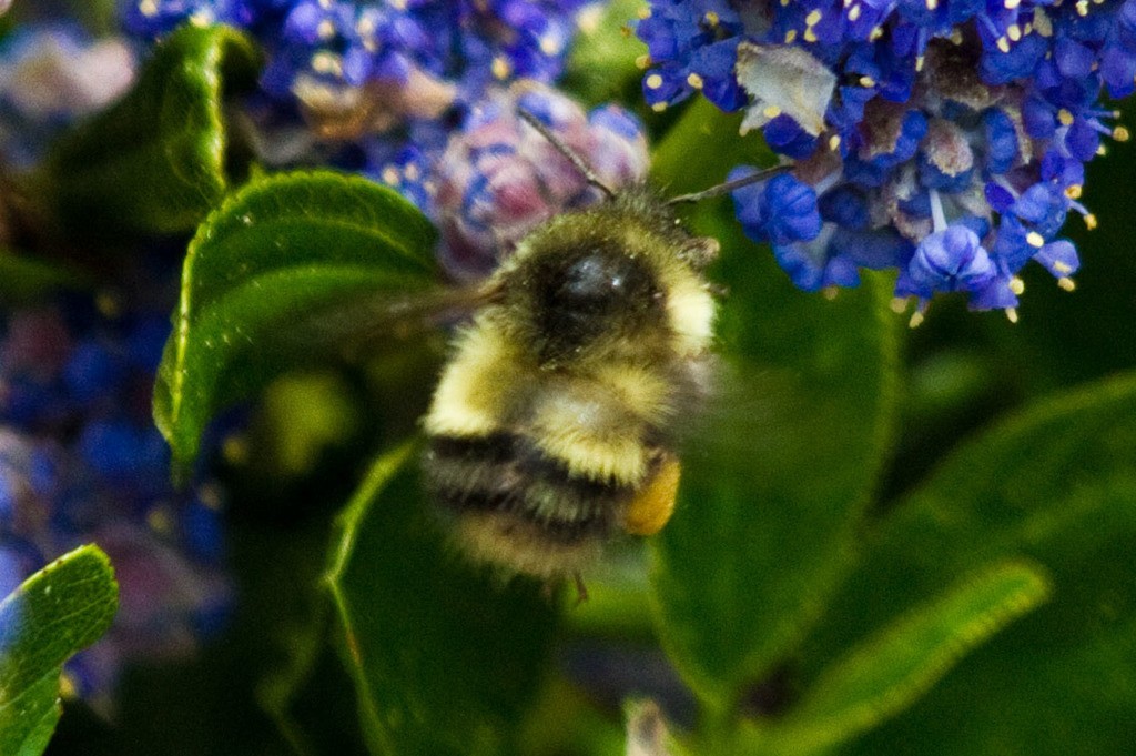 Bombus Cent Bombus sitkensis (Bombus sitkensis) - Picture Insect