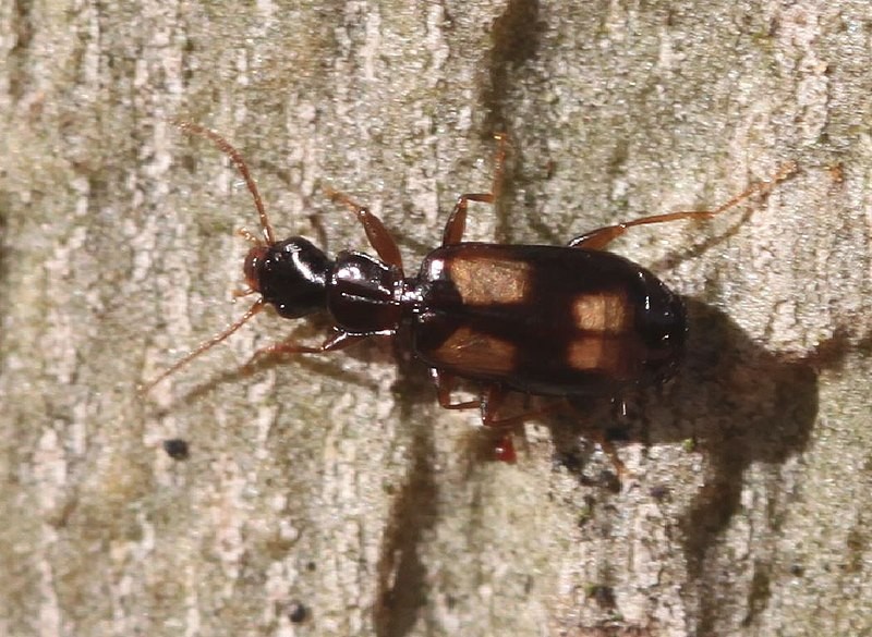 Calodromius (Calodromius) Picture Insect