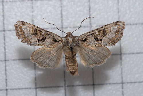 Atrachea ochrotica (Atrachea ochrotica) Picture Insect