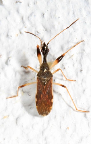 Long-necked Seed Bug (myodocha Serripes) - Picture Insect