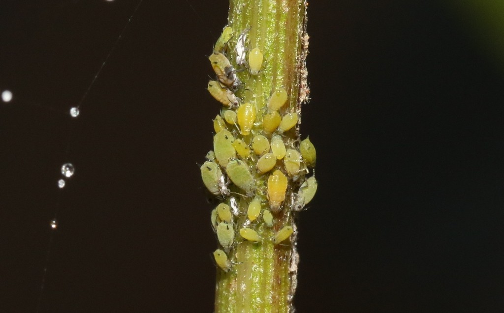 Pulgón verde de los cítricos (Aphis spiraecola) - Picture Insect