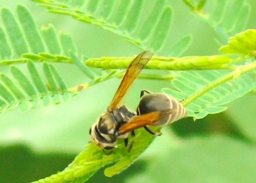 Avispa mexicana de miel (Brachygastra mellifica) - Picture Insect