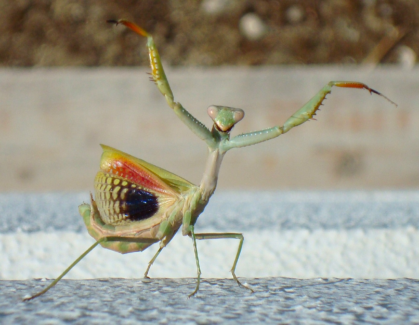 Iris oratoria (Iris oratoria) - Picture Insect
