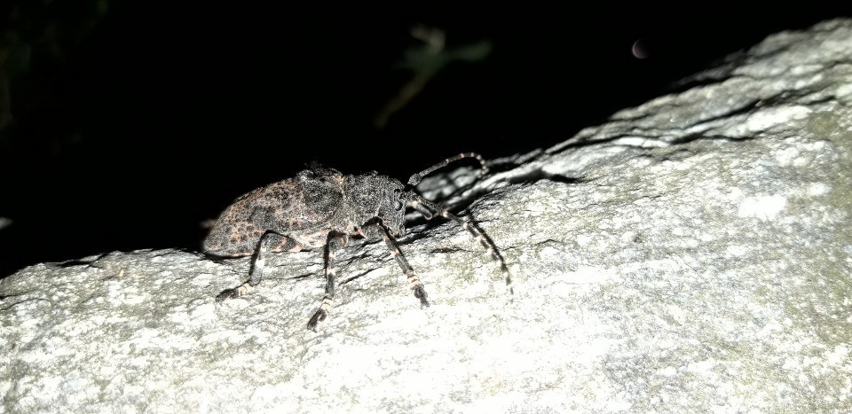 Moechotypa (Moechotypa) Picture Insect