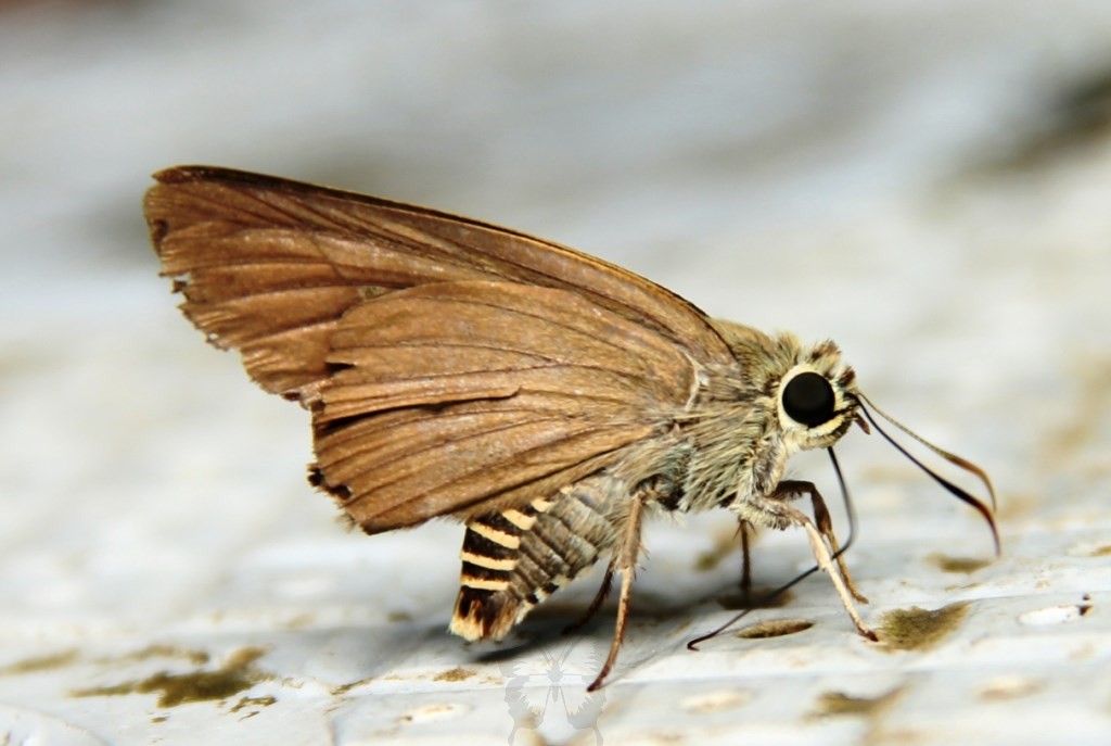 Badamia exclamationis (Badamia exclamationis) Picture Insect