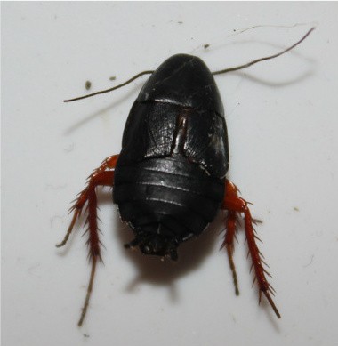 Ischnoptera deropeltiformis (Ischnoptera deropeltiformis) Picture Insect
