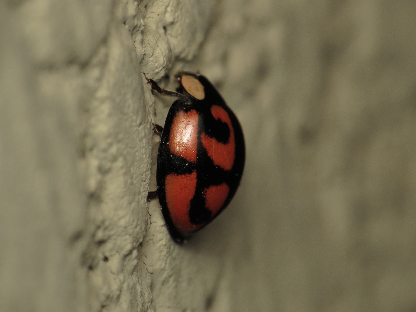 Aiolocaria (Aiolocaria) Picture Insect