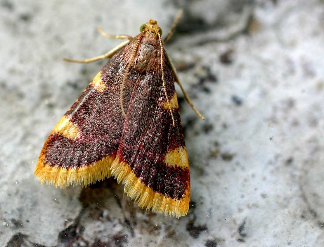 Hypsopygia (Hypsopygia) Picture Insect