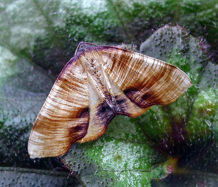 Hobelspanner (Plagodis dolabraria) Picture Insect