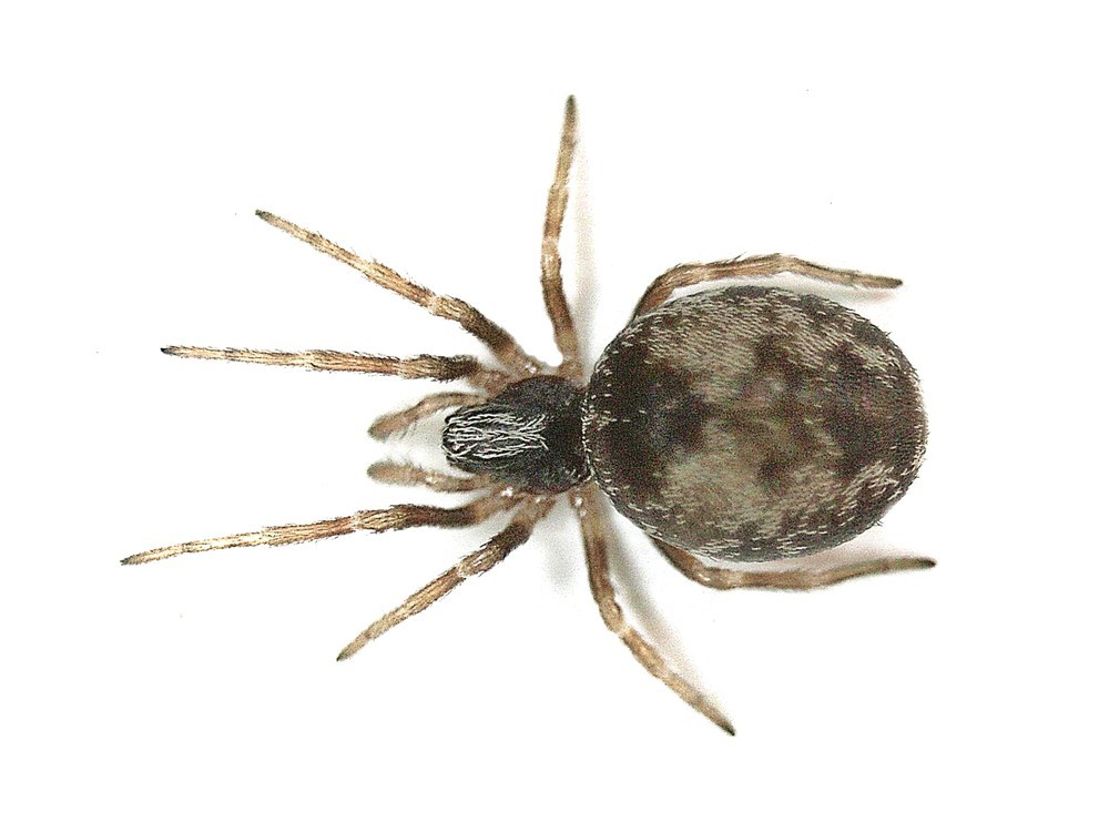 Dictyna uncinata (Dictyna uncinata) Picture Insect