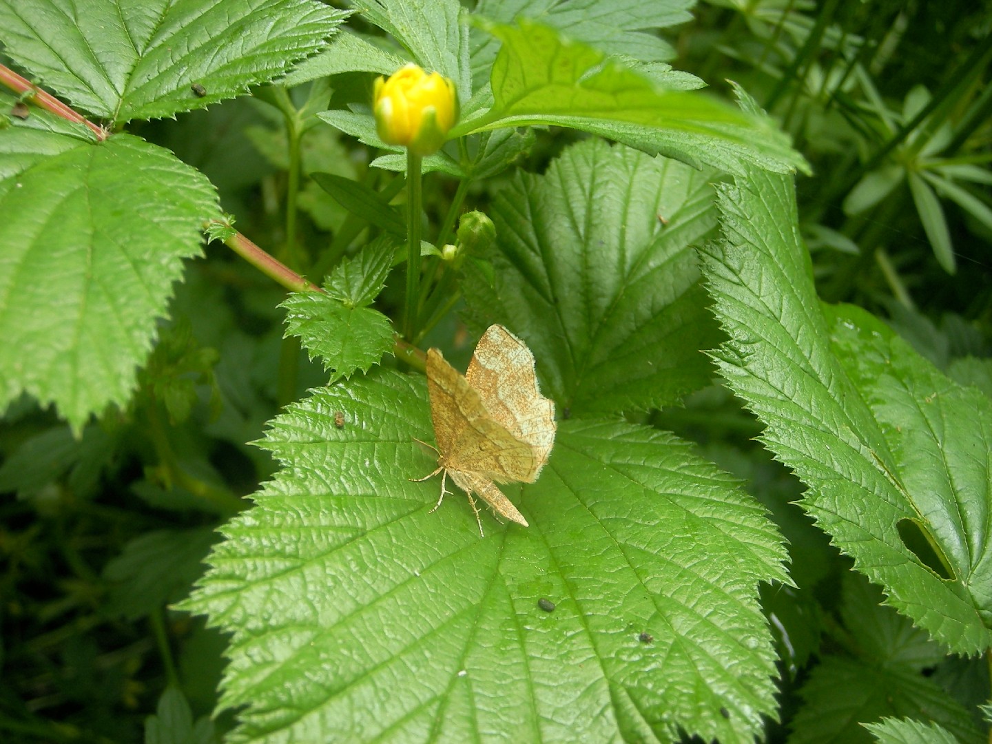 Ceplis Insect Cepphis (Cepphis) - Picture Insect