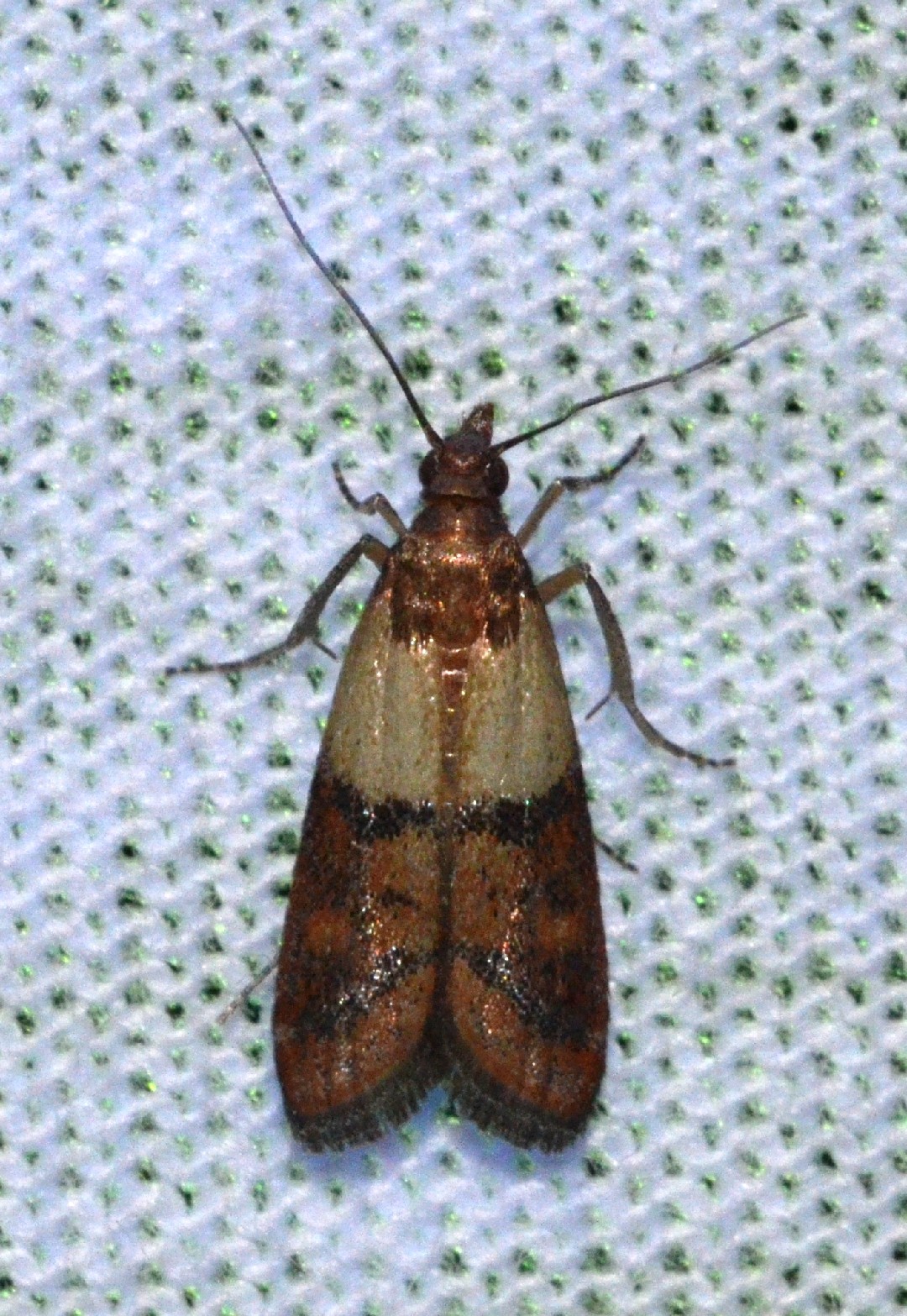 Teigne des fruits secs (Plodia interpunctella) Picture Insect