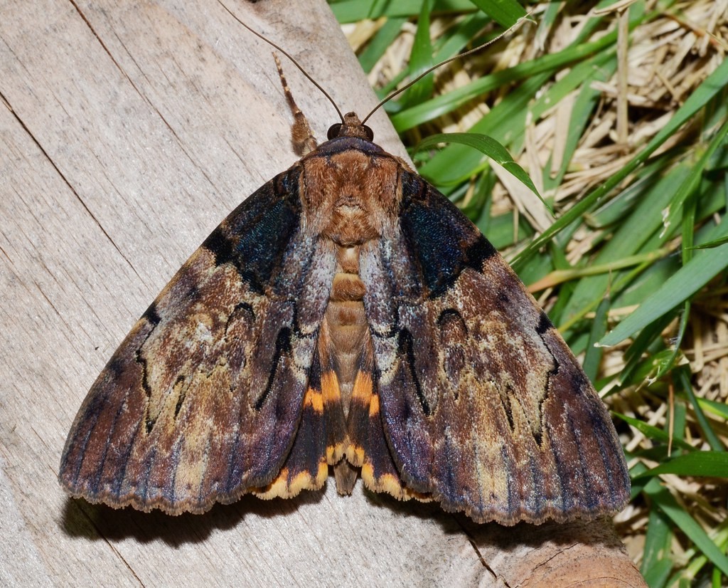Clouded Underwing (Catocala nebulosa) - Picture Insect