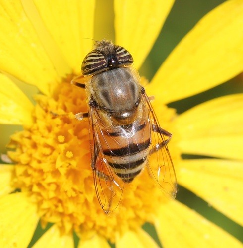 Eristalinus taeniops (Eristalinus taeniops) Picture Insect