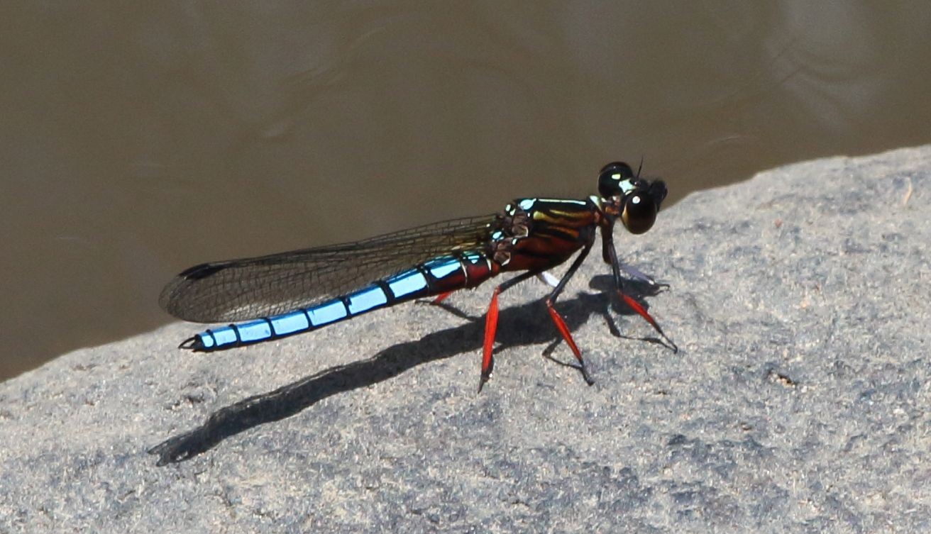 Platycypha (Platycypha) Picture Insect
