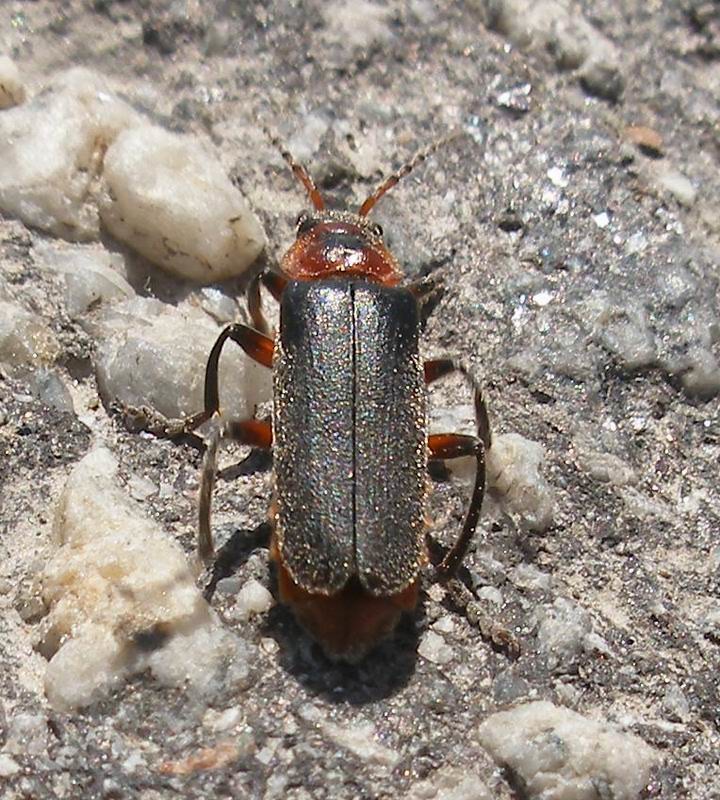 Мягкотелка бурая (Cantharis fusca) - Picture Insect