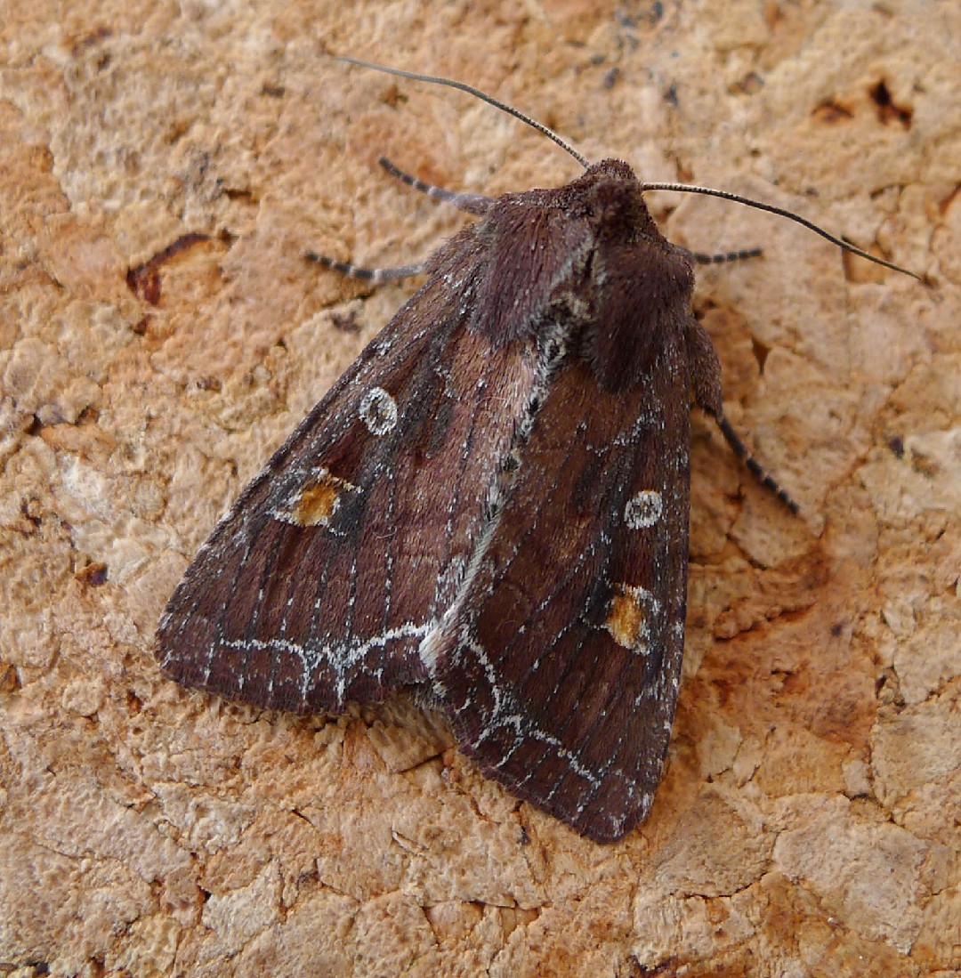 Polilla ojos marrones de línea brillante (Lacanobia oleracea) - Picture ...