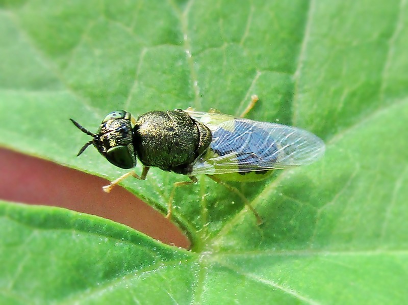 Oplodontha (Oplodontha) Picture Insect