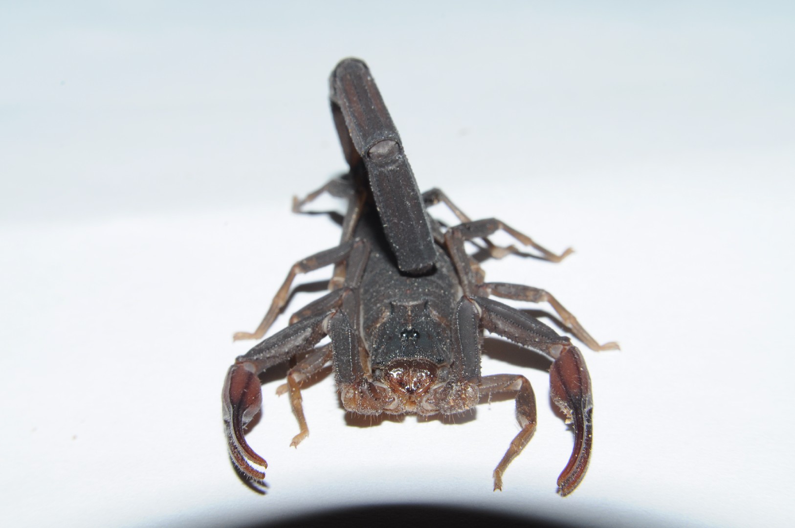 Alacrán café esbelto ¿Cómo identificarlo? - Picture Insect