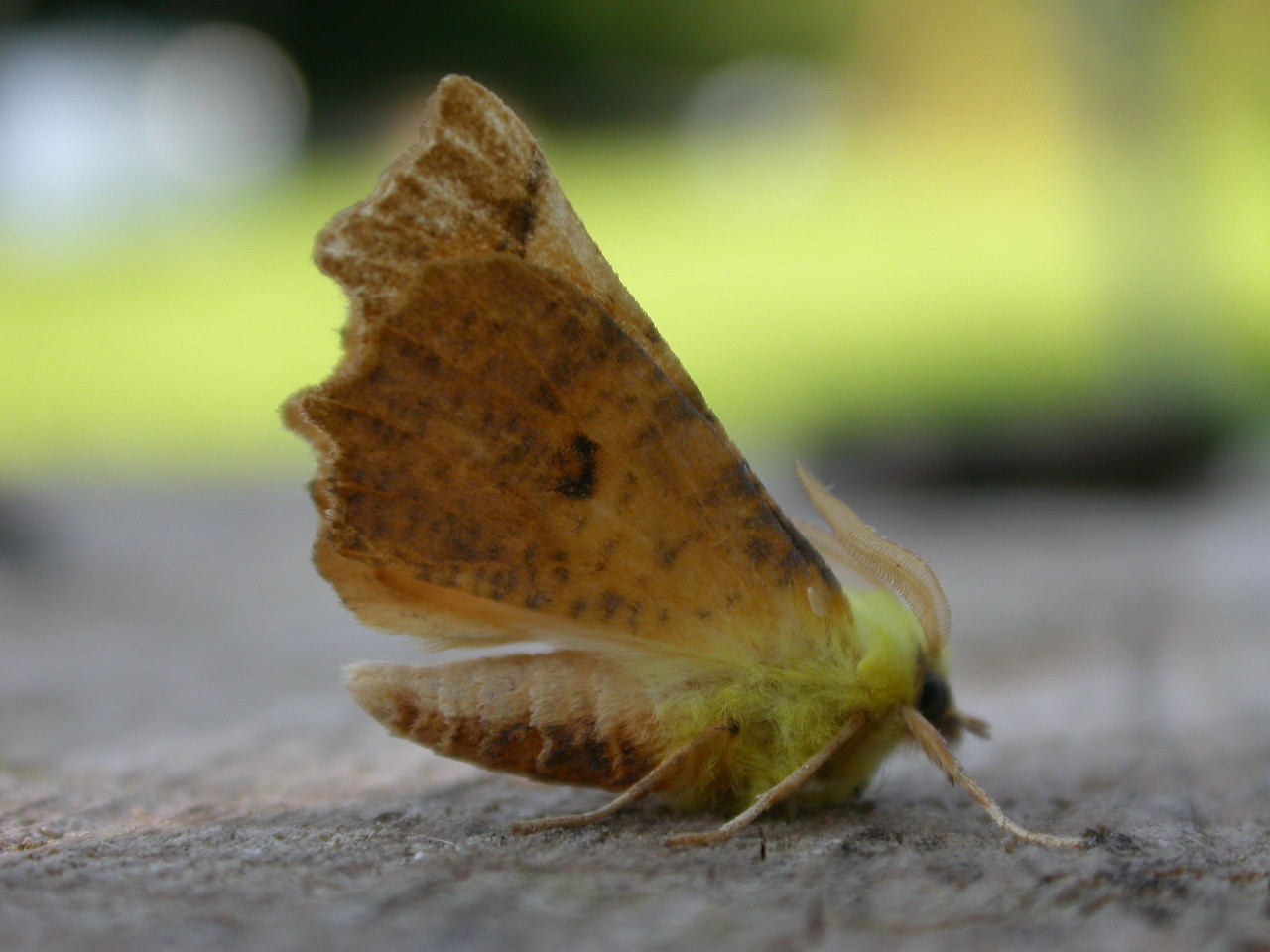 Ennomos alniaria (Ennomos alniaria) Picture Insect
