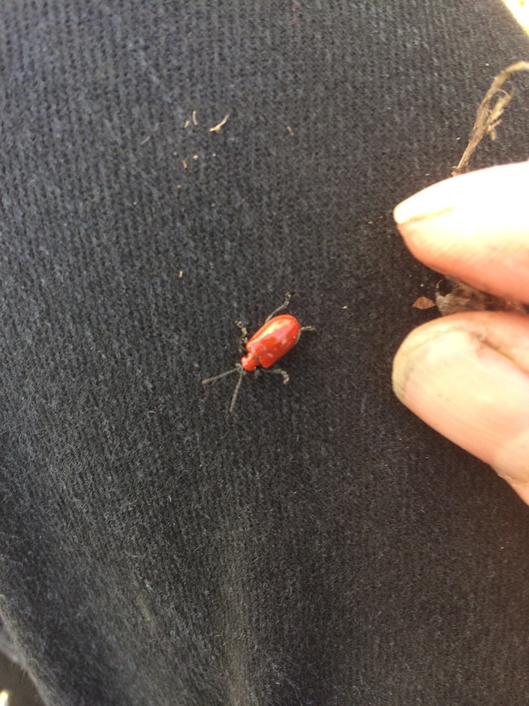 Lilioceris (Lilioceris) Picture Insect