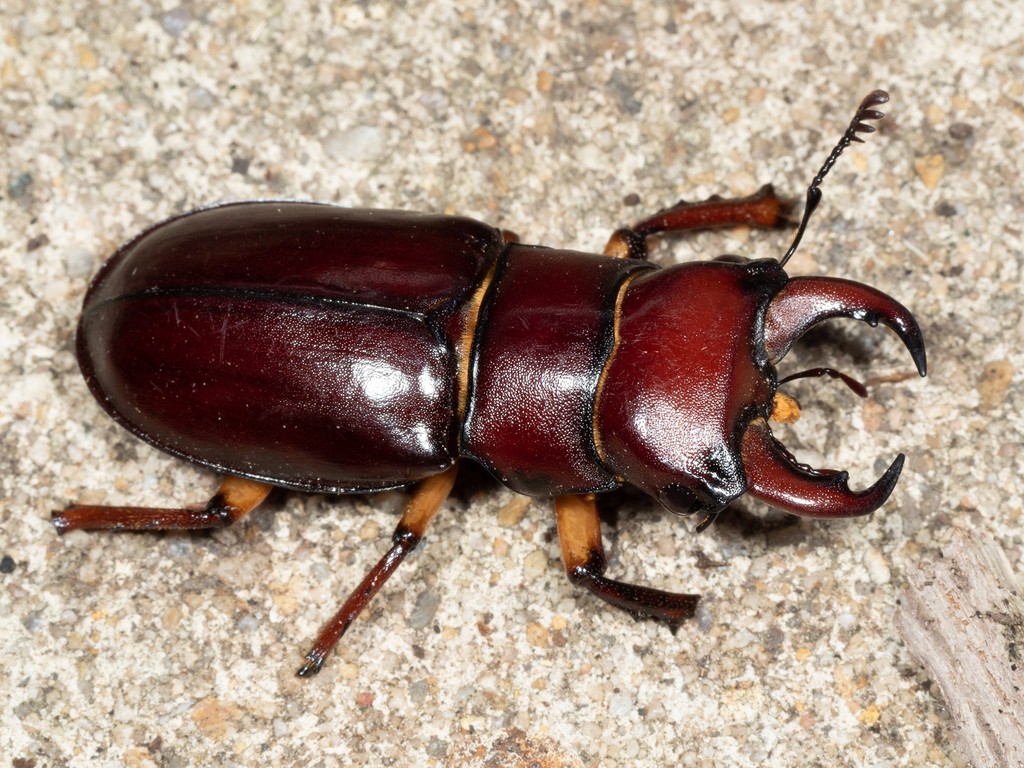 Lucanus capreolus (Lucanus capreolus) Picture Insect
