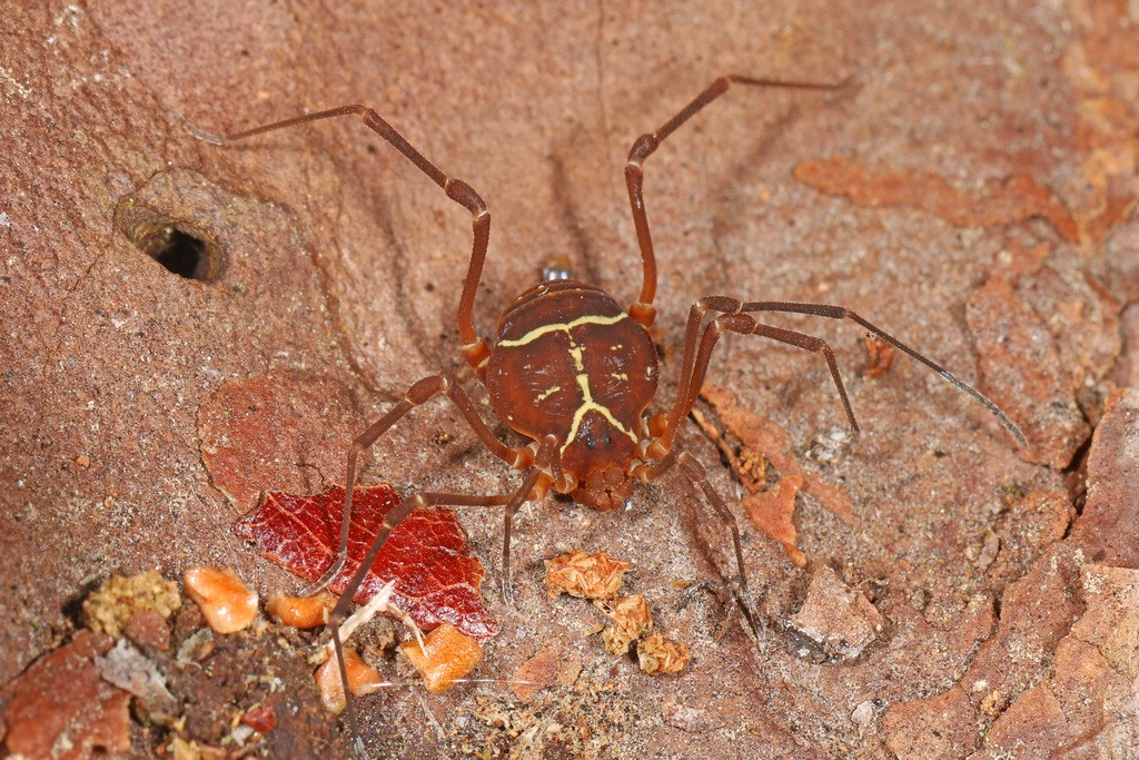 Vonones (Vonones) Picture Insect