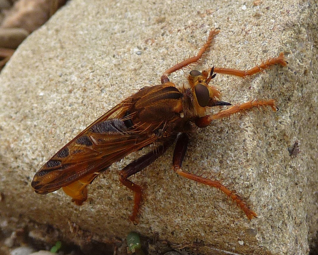 Asilus crabroniformis (Asilus crabroniformis) - Picture Insect