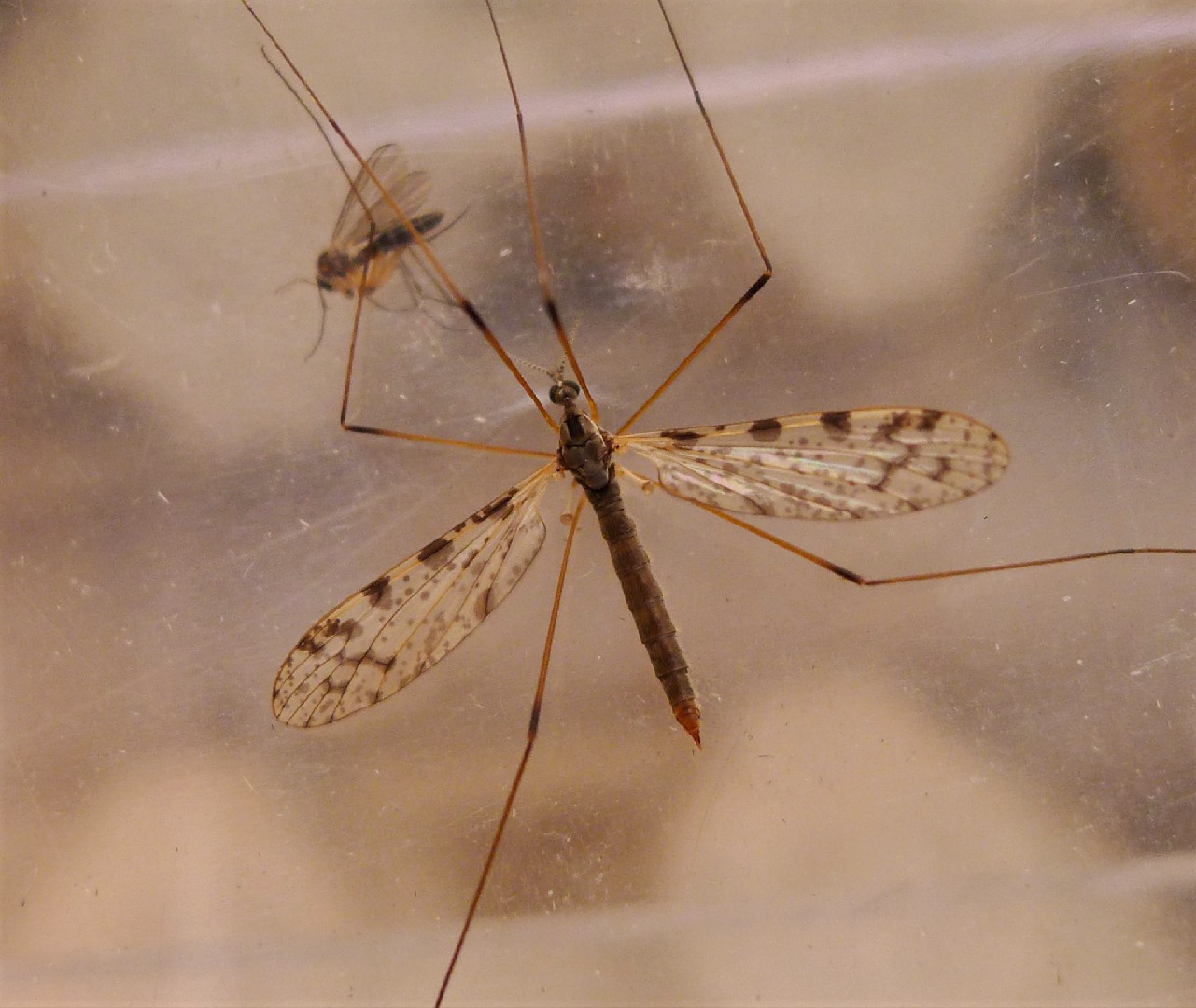 Rhipidia maculata (Rhipidia maculata) Picture Insect