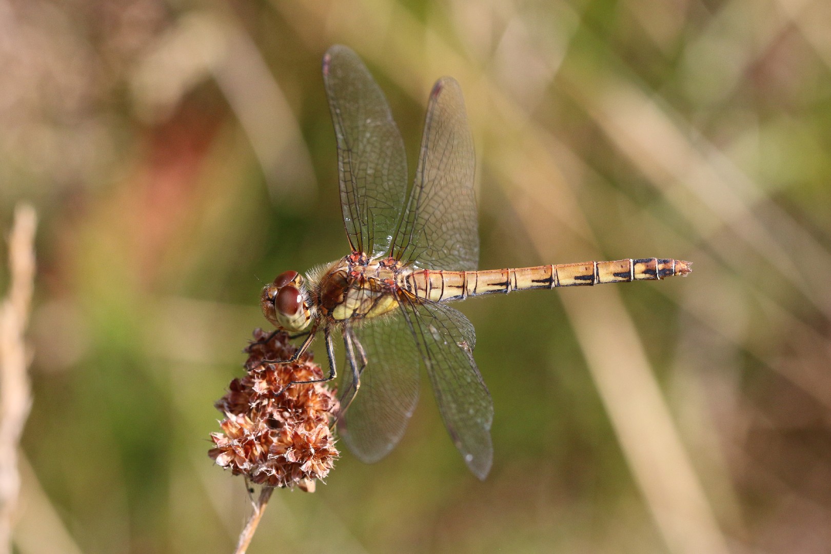 Сжатобрюх полосатый (Sympetrum striolatum) Picture Insect