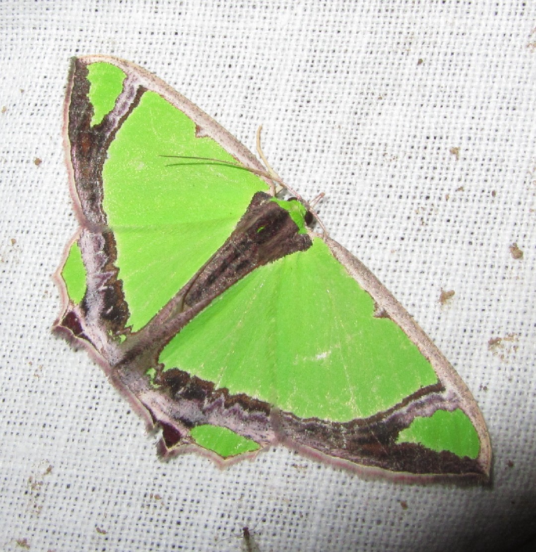 Agathia (Agathia) Picture Insect