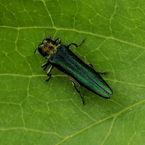 Agrilus (Agrilus) Picture Insect