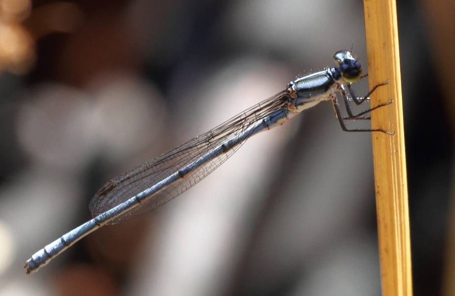Pseudagrion (Pseudagrion) Picture Insect