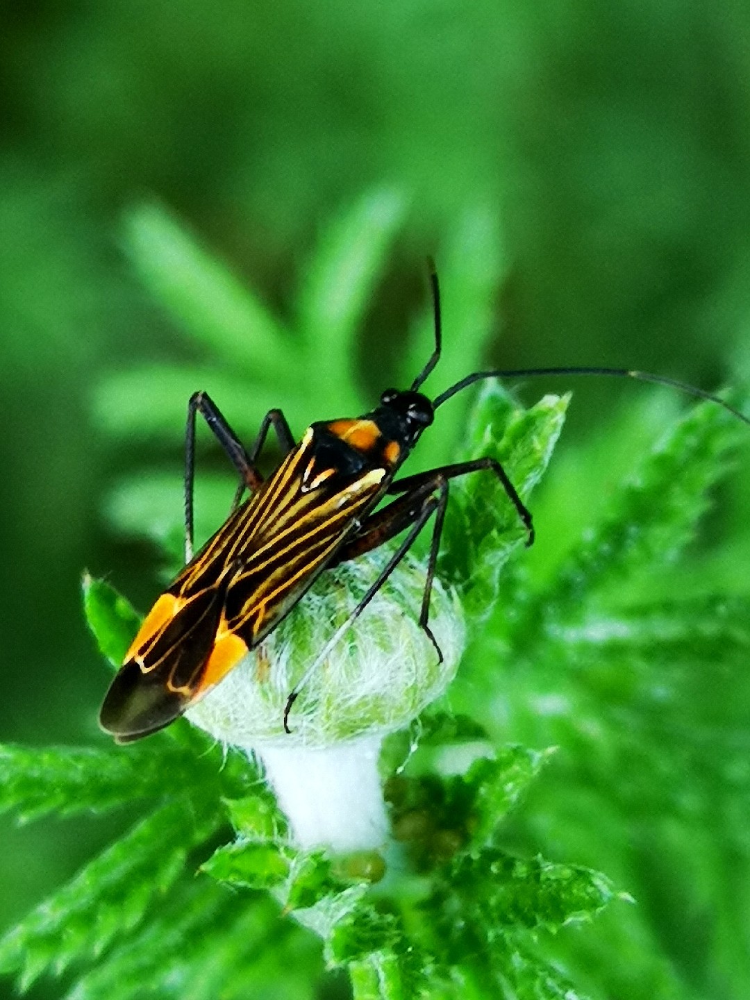 Miris (Miris) - Picture Insect