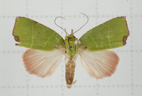 Paracrama (Paracrama) Picture Insect