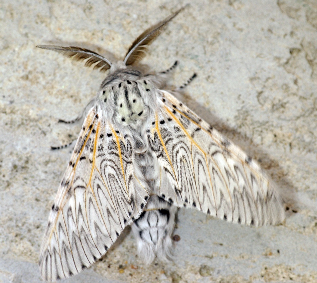 Cerura (Cerura) - Picture Insect