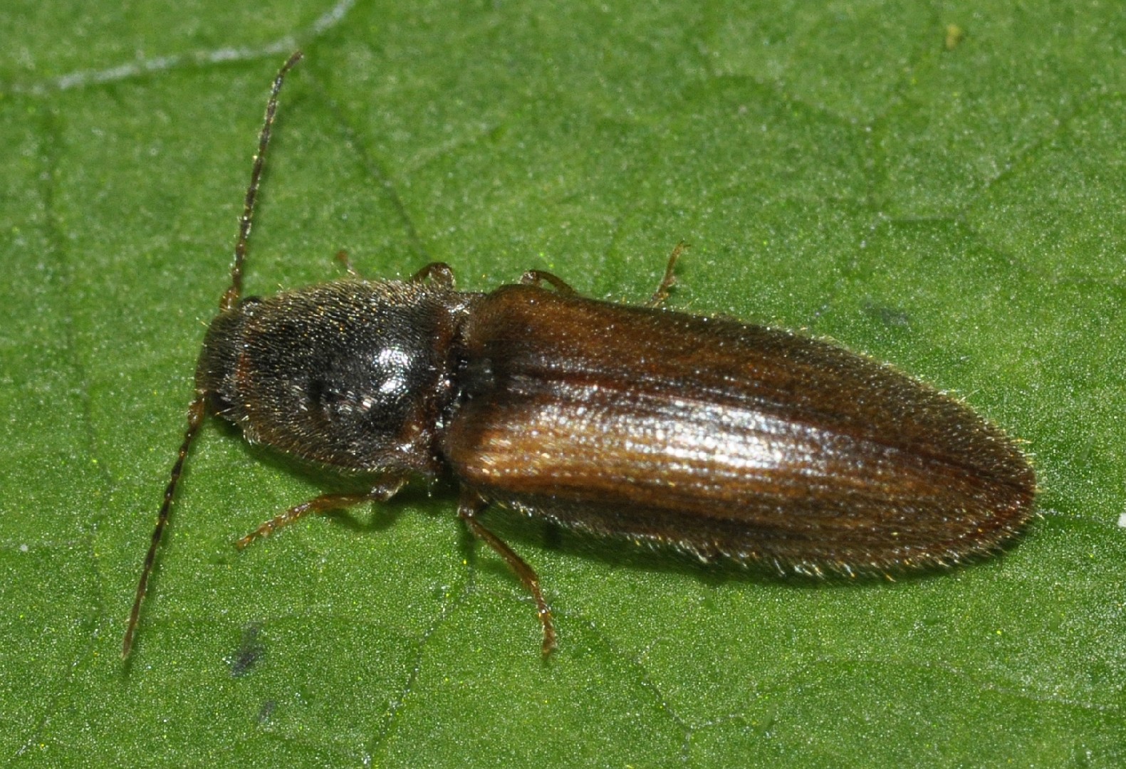 Athous (Athous) - Picture Insect