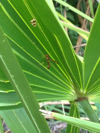 Mischocyttarus mexicanus cubicola (Mischocyttarus mexicanus cubicola