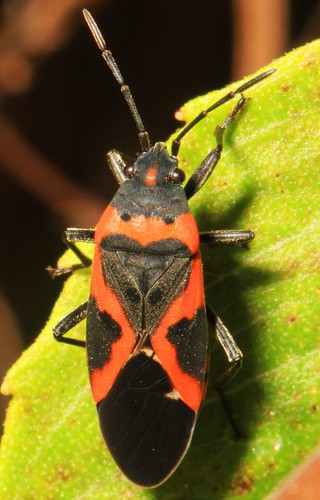 Lygaeus (Lygaeus) Picture Insect