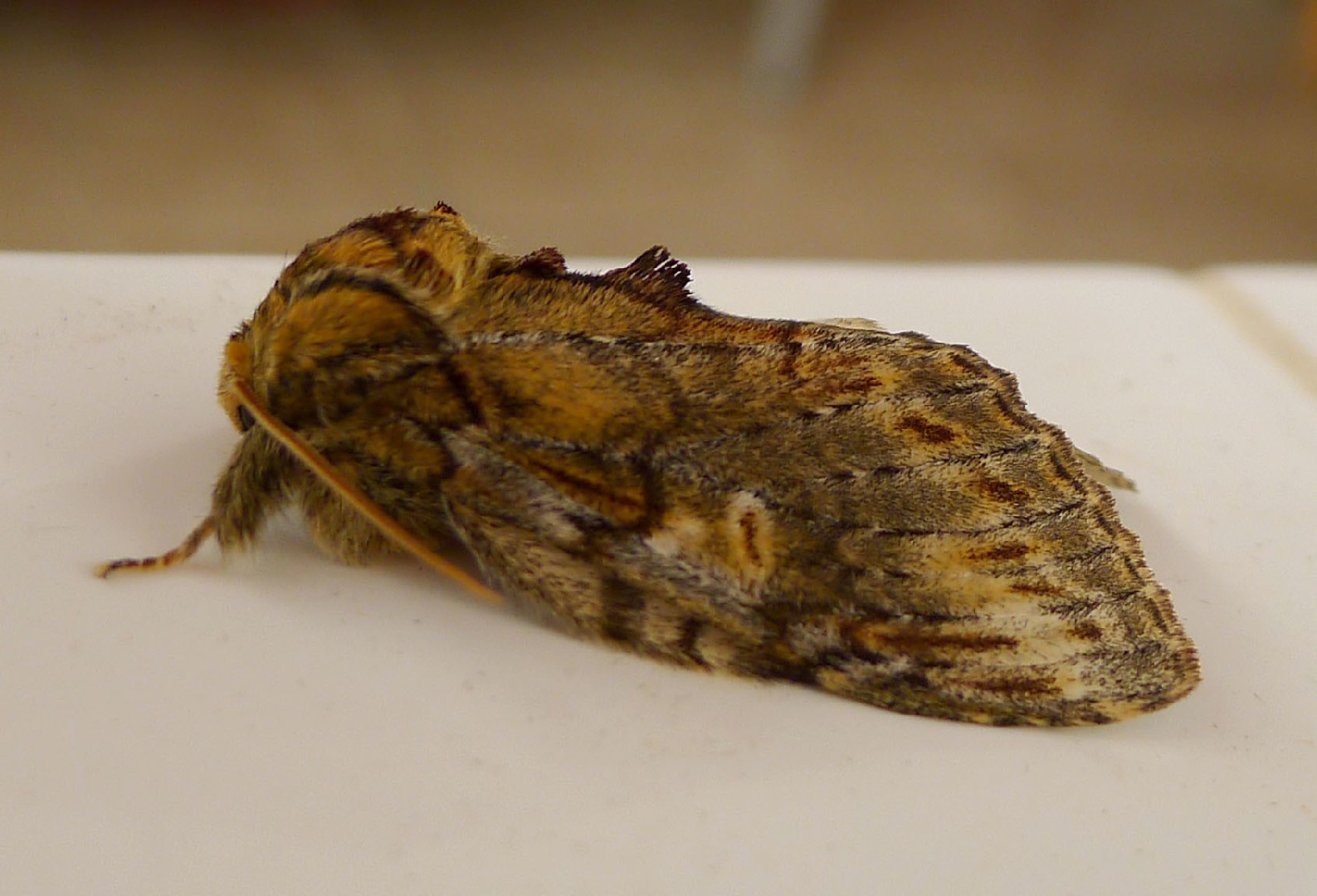 Peridea (Peridea) Picture Insect