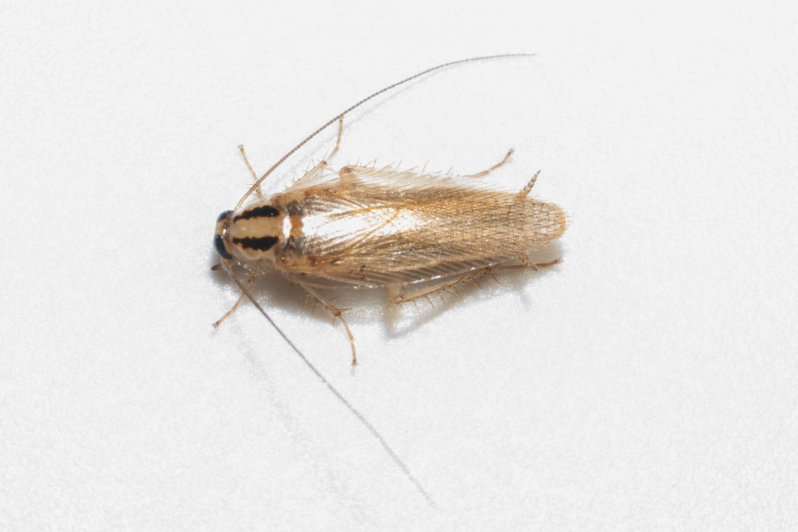 Cucaracha Alemana (Blattella Germanica) - Picture Insect