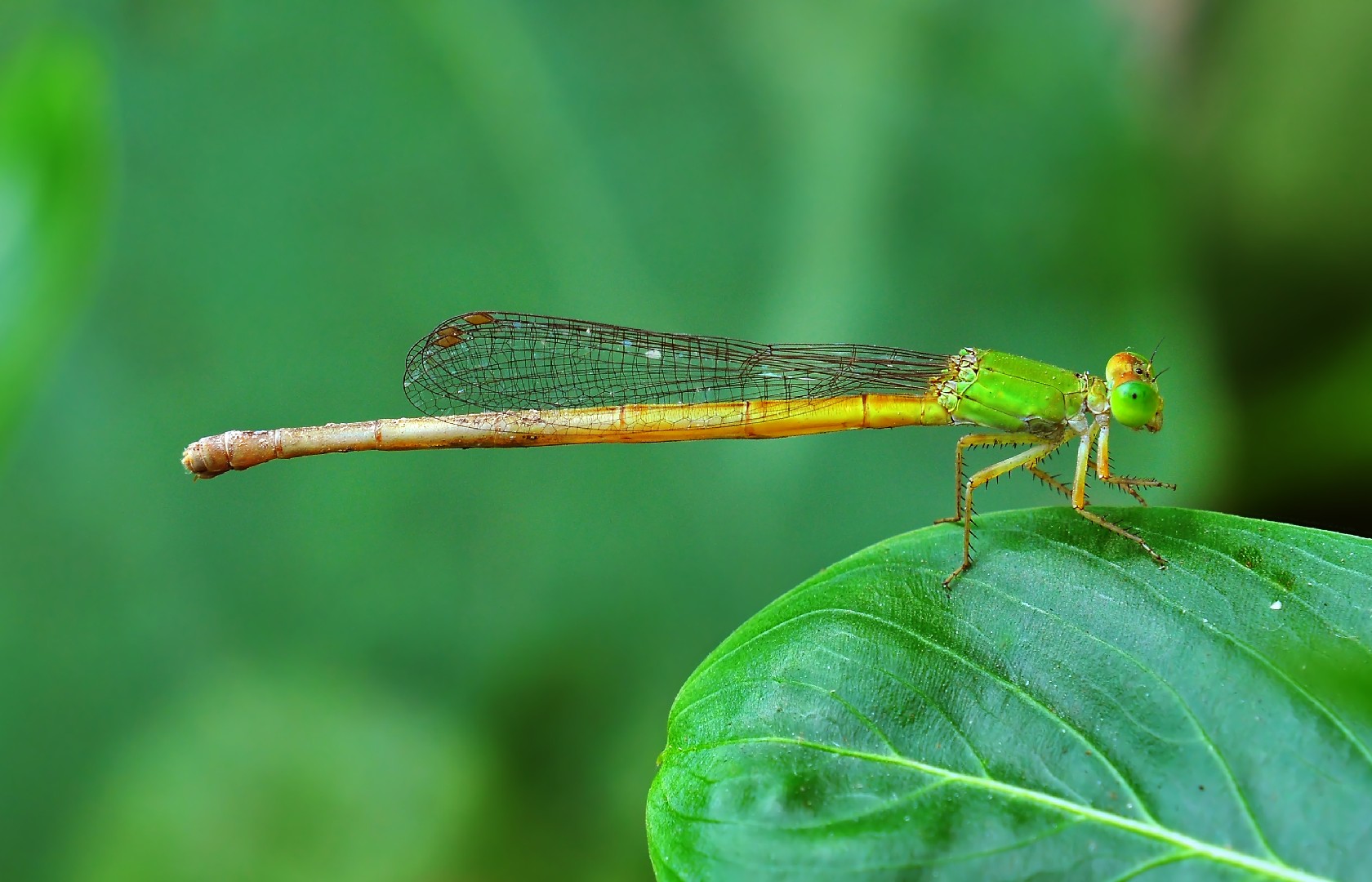 Ceriagrion coromandelianum (Ceriagrion coromandelianum) Picture Insect