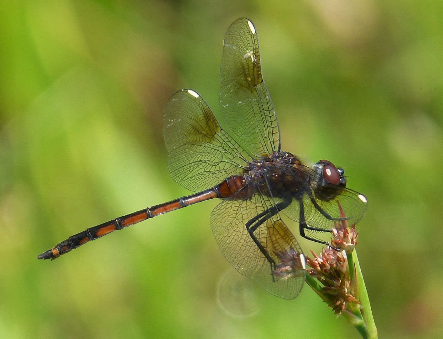 Rayadora de cuatro manchas (Brachymesia gravida) - Picture Insect