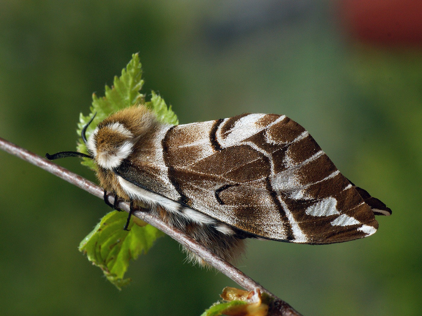 Endromis (Endromis) - Picture Insect