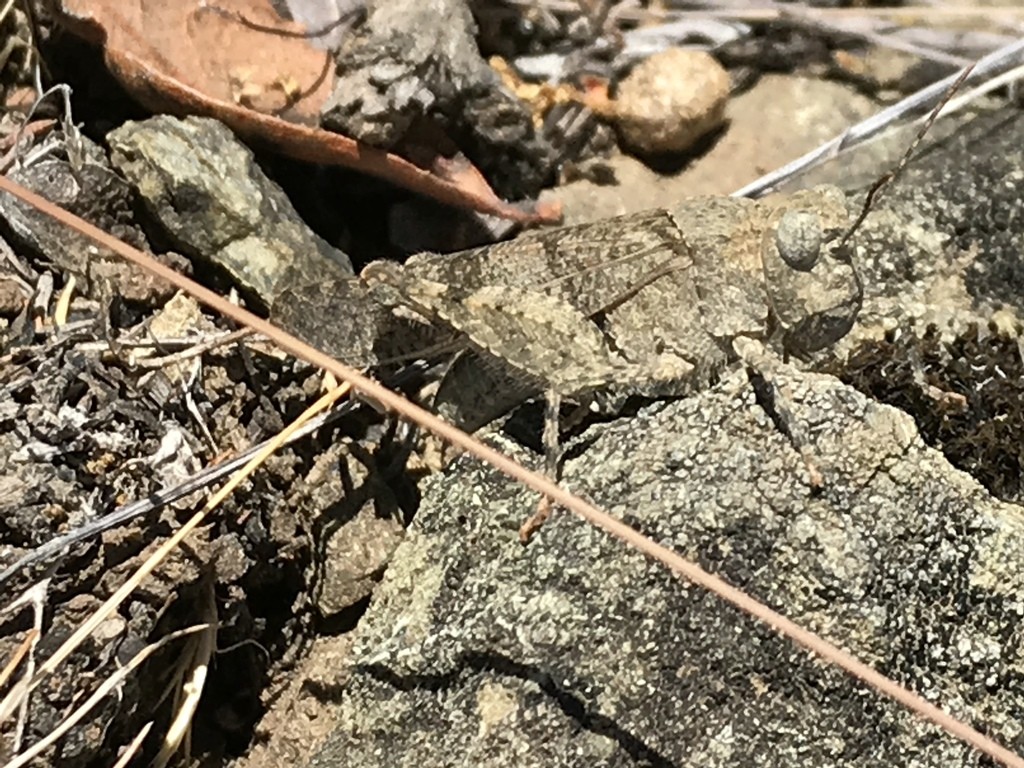 Trimerotropis occidentalis (Trimerotropis occidentalis) Picture Insect