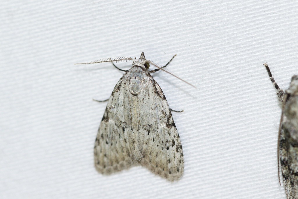 Meganola minuscula (Meganola minuscula) Picture Insect