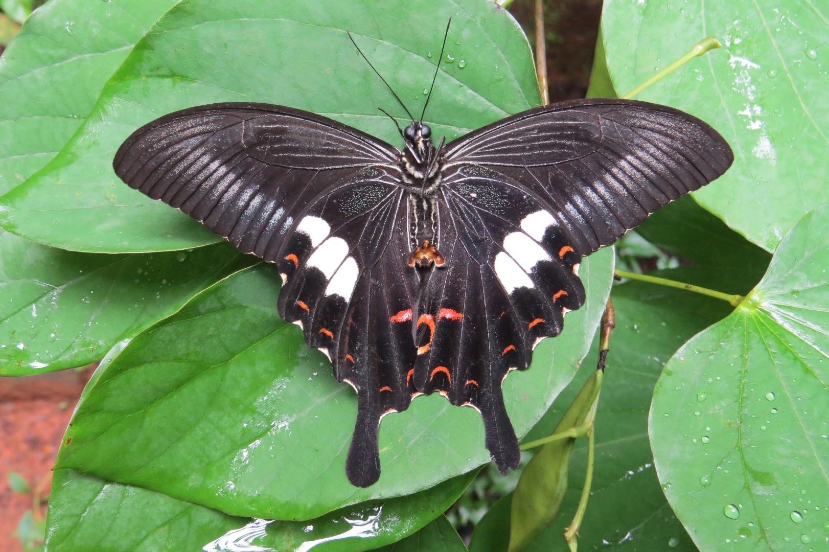 Papilio helenus (Papilio helenus) - Picture Insect