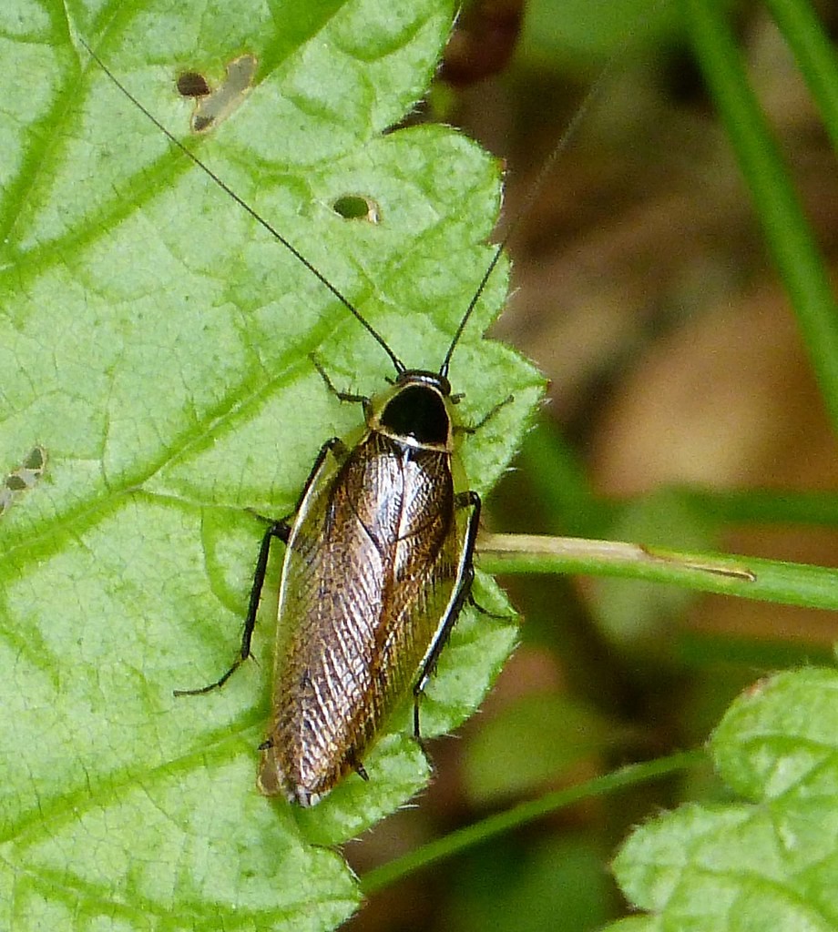 Ectobius Sylvestris Ectobius Sylvestris Picture Insect